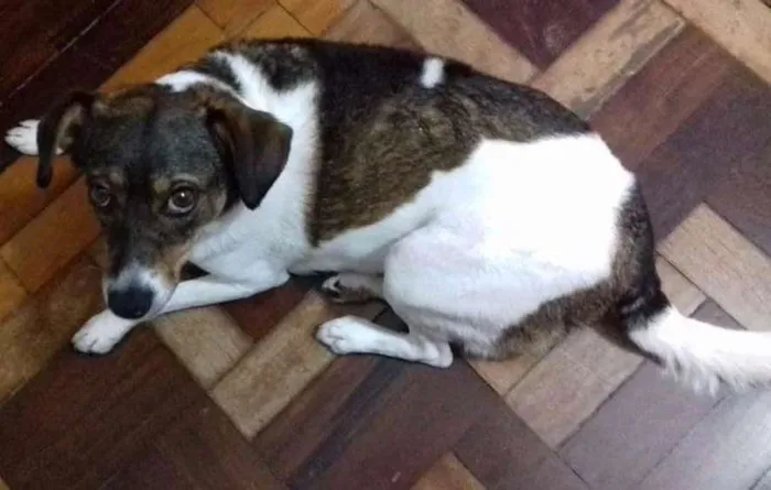 Cachorro ra a Fox paulistinha idade 3 anos nome FIFI  