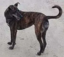 Cachorro ra a Srd idade 4 anos nome Laila