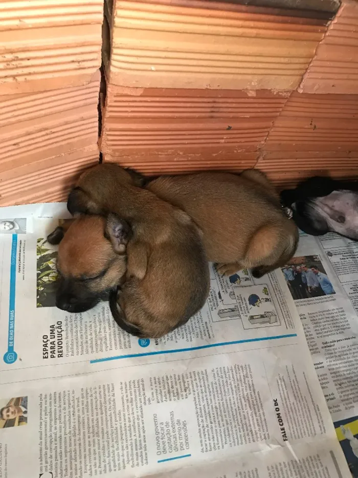 Cachorro ra a SRD idade 2 a 6 meses nome Filhotinhos