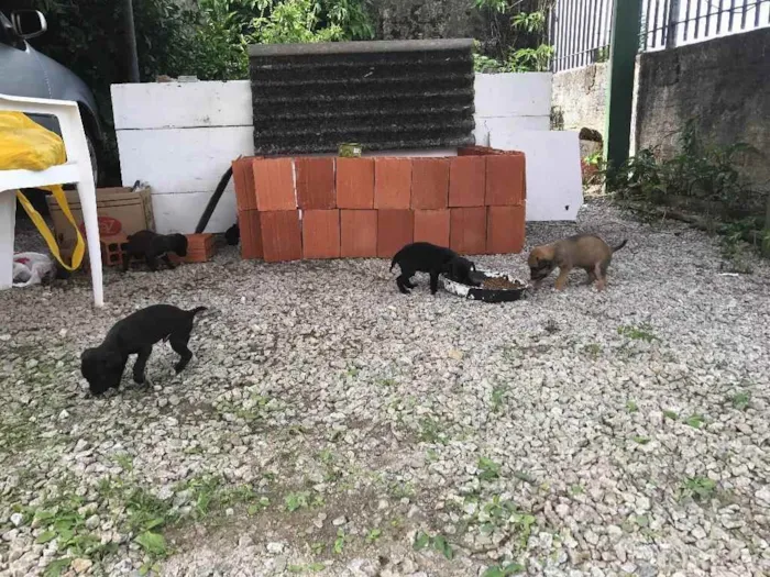 Cachorro ra a SRD idade 2 a 6 meses nome Filhotinhos