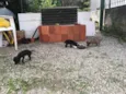 Filhotinhos