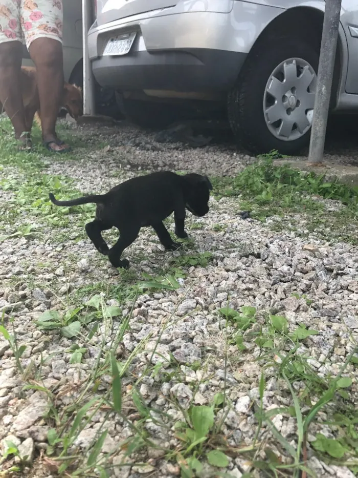 Cachorro ra a SRD idade 2 a 6 meses nome Filhotinhos