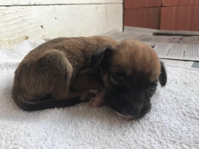 Cachorro ra a SRD idade 2 a 6 meses nome Filhotinhos