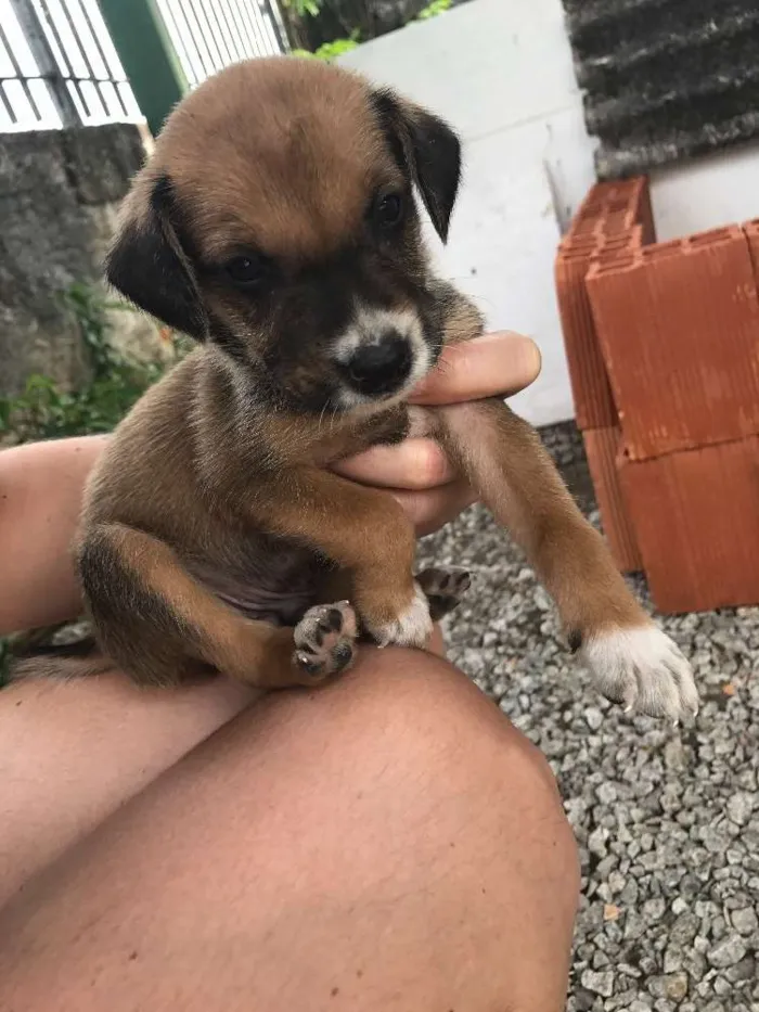 Cachorro ra a SRD idade 2 a 6 meses nome Filhotinhos