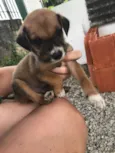 Filhotinhos