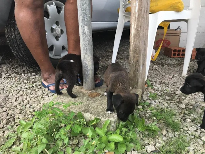 Cachorro ra a SRD idade 2 a 6 meses nome Filhotinhos