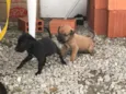 Filhotinhos