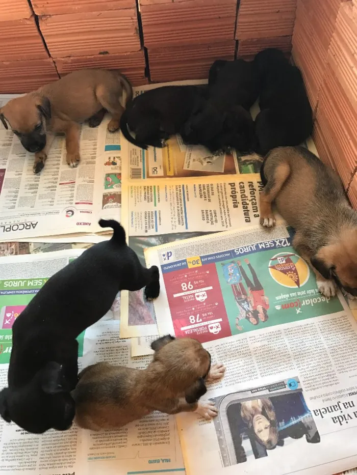 Cachorro ra a SRD idade 2 a 6 meses nome Filhotinhos