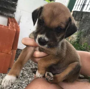 Cachorro raça SRD idade 2 a 6 meses nome Filhotinhos
