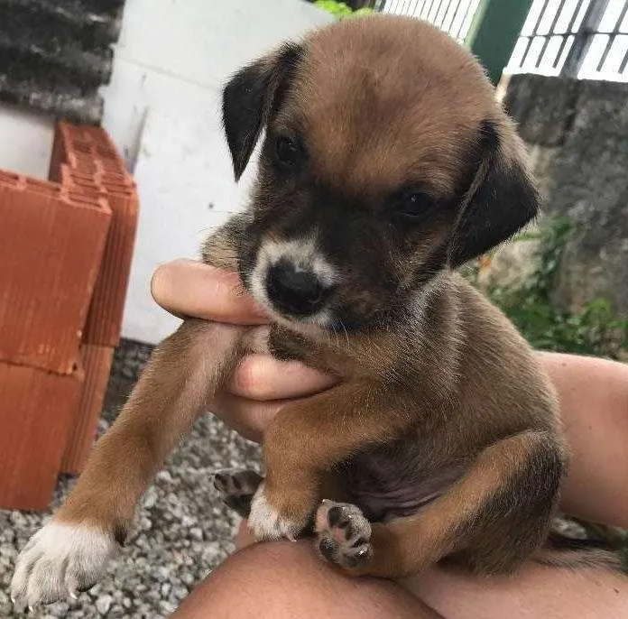 Cachorro ra a SRD idade 2 a 6 meses nome Filhotinhos
