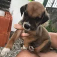 Filhotinhos