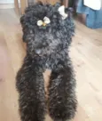 Mel