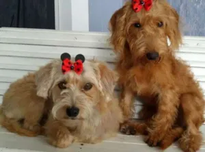 Cachorro raça mesticinhas yorkshire idade 7 a 11 meses nome Adele e Lívia