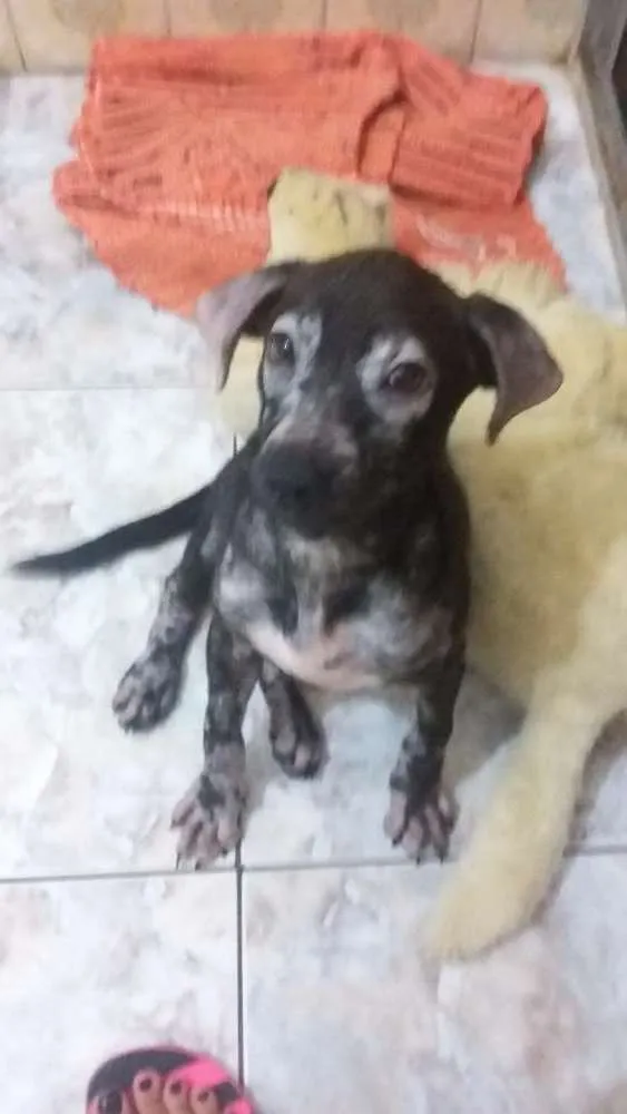Cachorro ra a Srd idade 2 a 6 meses nome Princesa