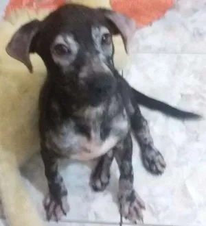 Cachorro raça Srd idade 2 a 6 meses nome Princesa
