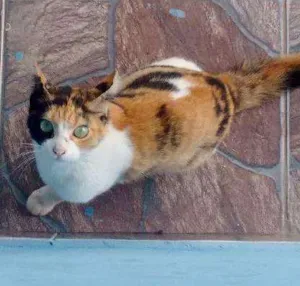 Gato raça Vira lata idade 1 ano nome Antônia (mas pode mu