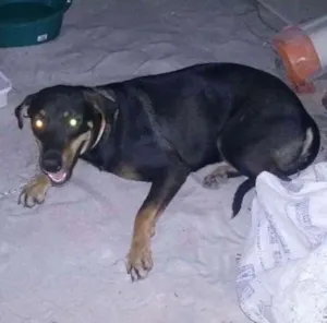 Cachorro raça Hotvale idade 7 a 11 meses nome Libra