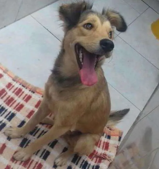 Cachorro ra a srd idade 2 anos nome Leona