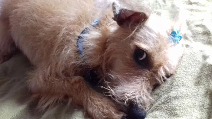 Cachorro ra a SRD idade 2 anos nome BELINHA