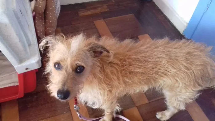 Cachorro ra a SRD idade 2 anos nome BELINHA