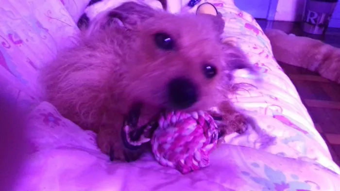 Cachorro ra a SRD idade 2 anos nome BELINHA