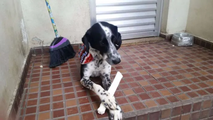 Cachorro ra a vira-lata mestiço Dálmata idade 3 anos nome Nick