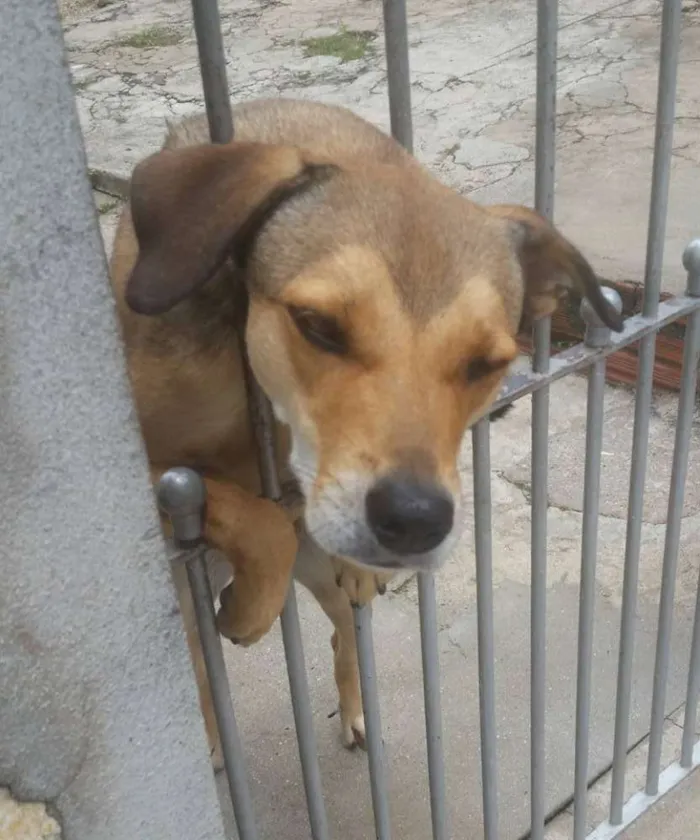 Cachorro ra a MISTURA DE LABRADOR idade 2 anos nome LAYKA