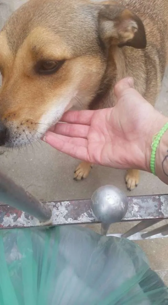 Cachorro ra a MISTURA DE LABRADOR idade 2 anos nome LAYKA