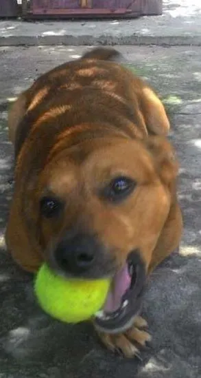 Cachorro ra a MiX pir bull idade 4 anos nome Dudu