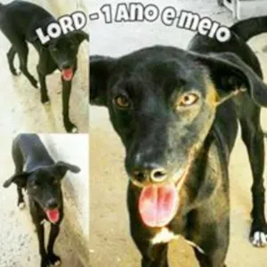 Cachorro raça MIX DE GALGO idade 1 ano nome LORD