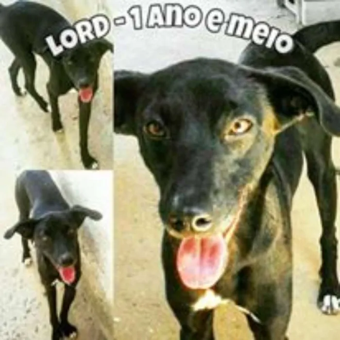 Cachorro ra a MIX DE GALGO idade 1 ano nome LORD