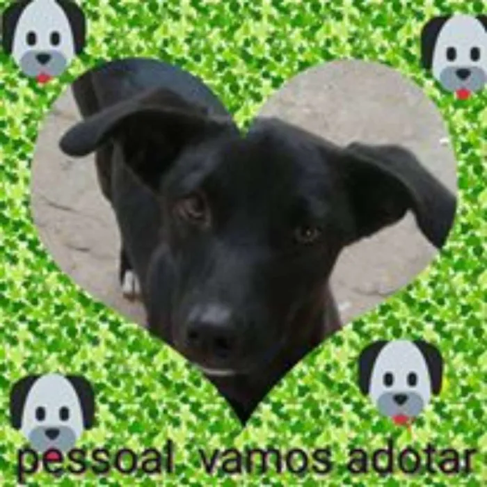 Cachorro ra a MIX DE GALGO idade 1 ano nome LORD