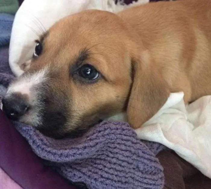 Cachorro ra a SRD idade Abaixo de 2 meses nome RYU