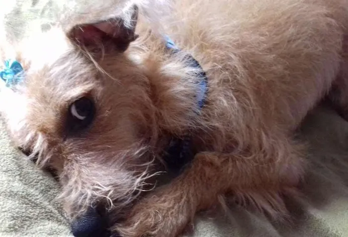 Cachorro ra a SRD idade 2 anos nome BELINHA