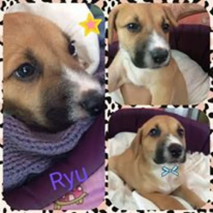 Cachorro ra a SRD idade Abaixo de 2 meses nome RYU