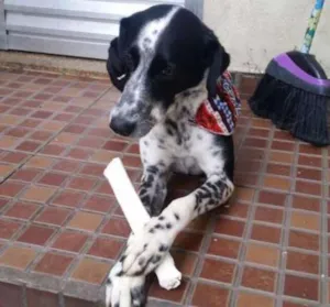 Cachorro raça vira-lata mestiço Dálmata idade 3 anos nome Nick