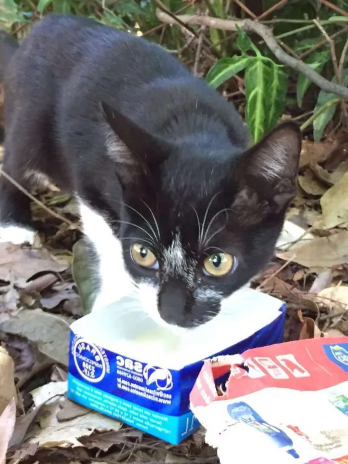 Gato ra a SRD idade Abaixo de 2 meses nome -