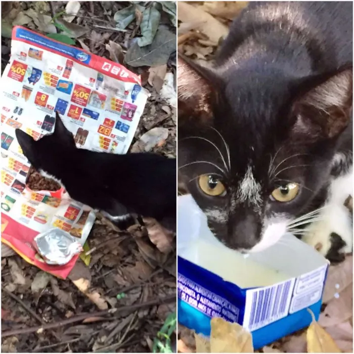 Gato ra a SRD idade Abaixo de 2 meses nome -