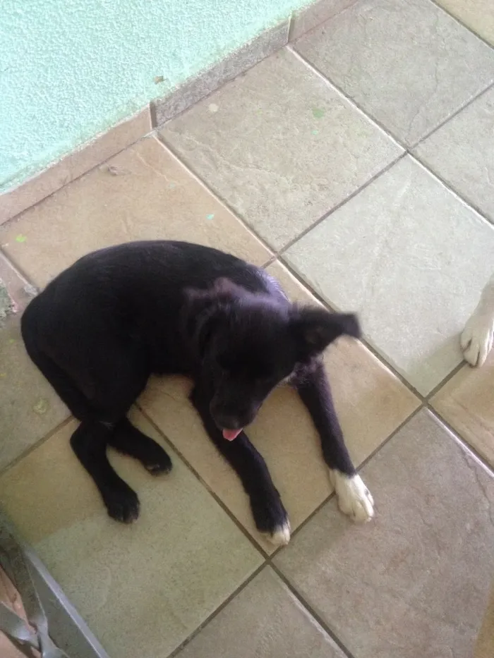 Cachorro ra a Vira-lata idade 2 a 6 meses nome Pequena