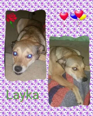 Cachorro raça MIX DE LABRADOR idade 2 anos nome LAYKA