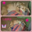 LAYKA