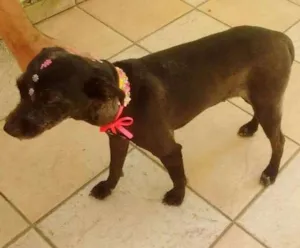 Cachorro raça Crusa de schinawser idade 1 ano nome Pretinha