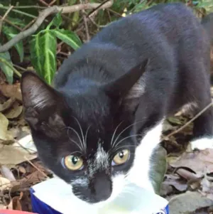Gato raça SRD idade Abaixo de 2 meses nome -
