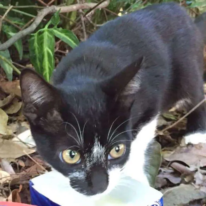 Gato ra a SRD idade Abaixo de 2 meses nome -