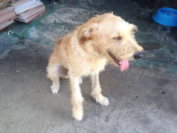 Cachorro raça Labrador misturado  idade 7 a 11 meses nome Jhonny