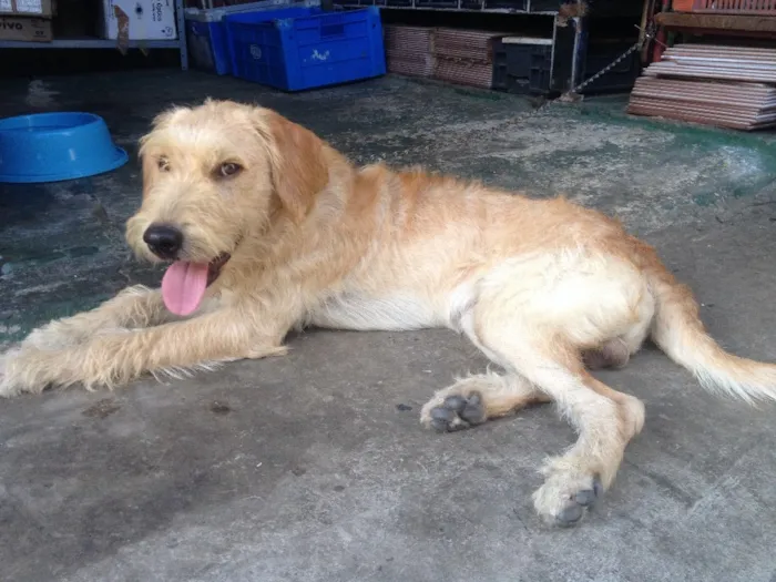 Cachorro raça Labrador misturado  idade 7 a 11 meses nome Jhonny