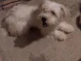 ENZO