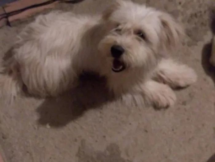 Cachorro raça  idade 1 ano nome ENZO