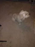 ENZO