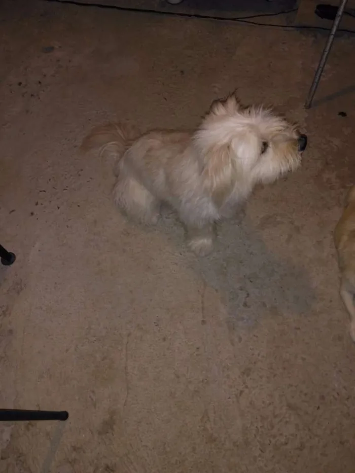 Cachorro raça  idade 1 ano nome ENZO